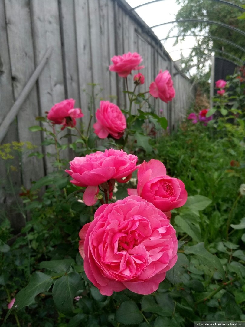 Роз много не бывает — Болталка и разговоры обо всем: жизнь