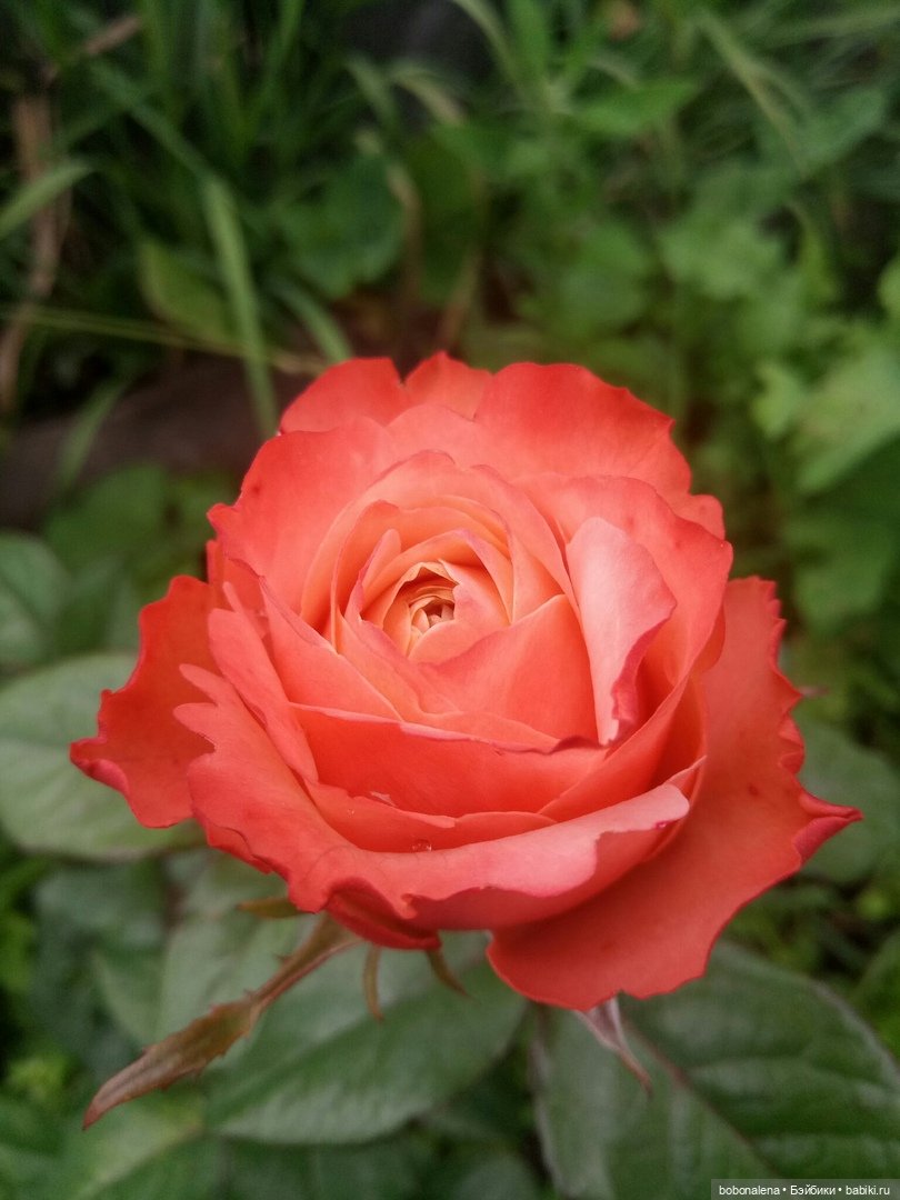 Роз много не бывает — Болталка и разговоры обо всем: жизнь (фото 8)