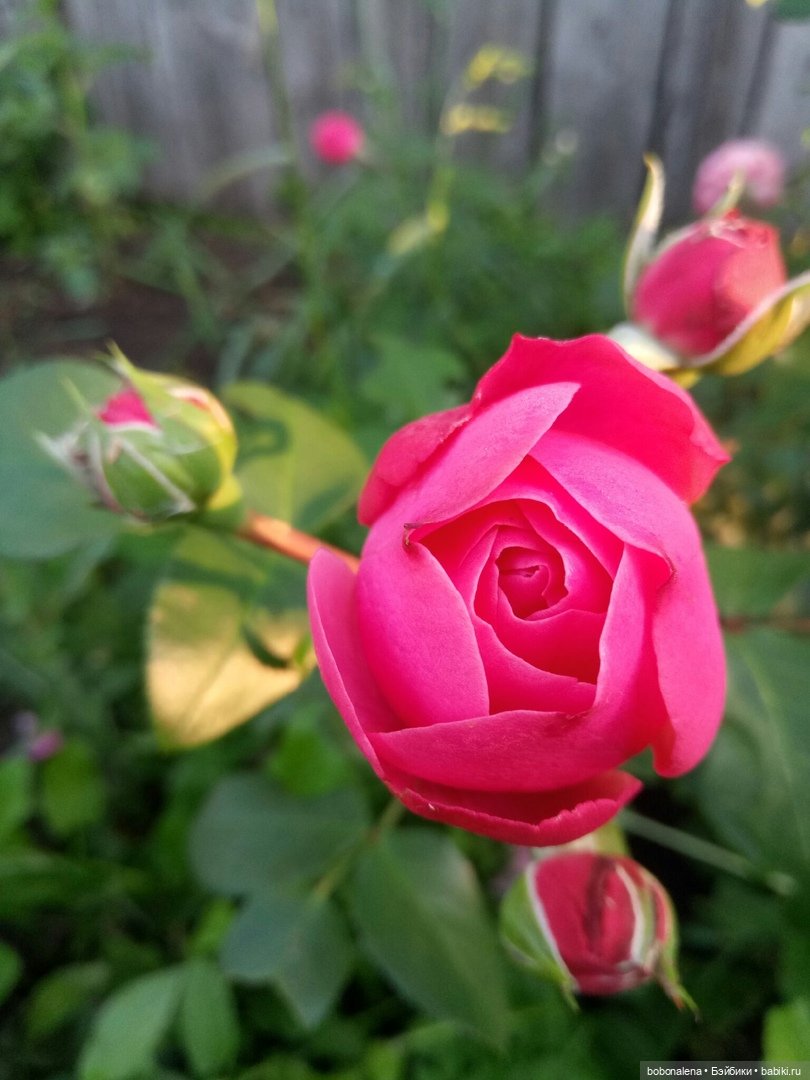 Роз много не бывает — Болталка и разговоры обо всем: жизнь (фото 5)