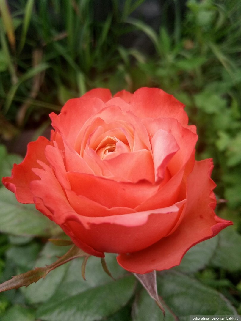 Роз много не бывает — Болталка и разговоры обо всем: жизнь (фото 9)