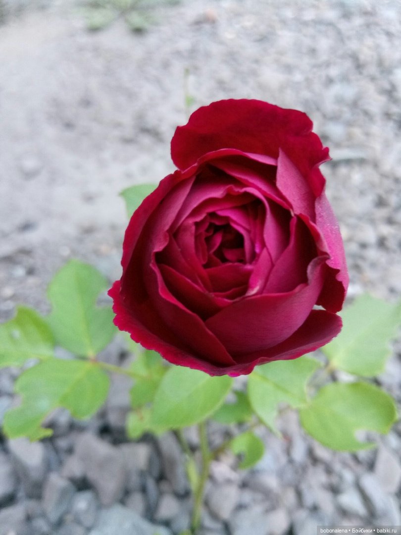 Роз много не бывает — Болталка и разговоры обо всем: жизнь (фото 6)