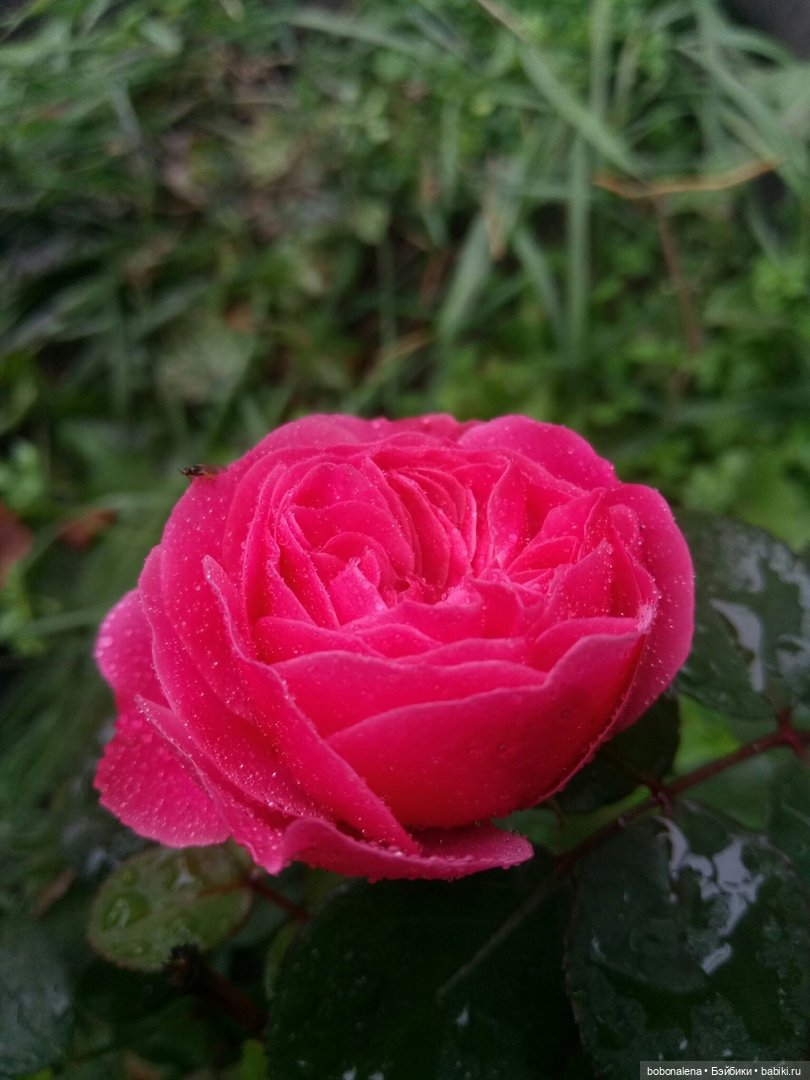 Прощальная улыбка лета | Бэйбики Прощальная улыбка лета — Болталка и разговоры обо всем: жизнь (фото 6)