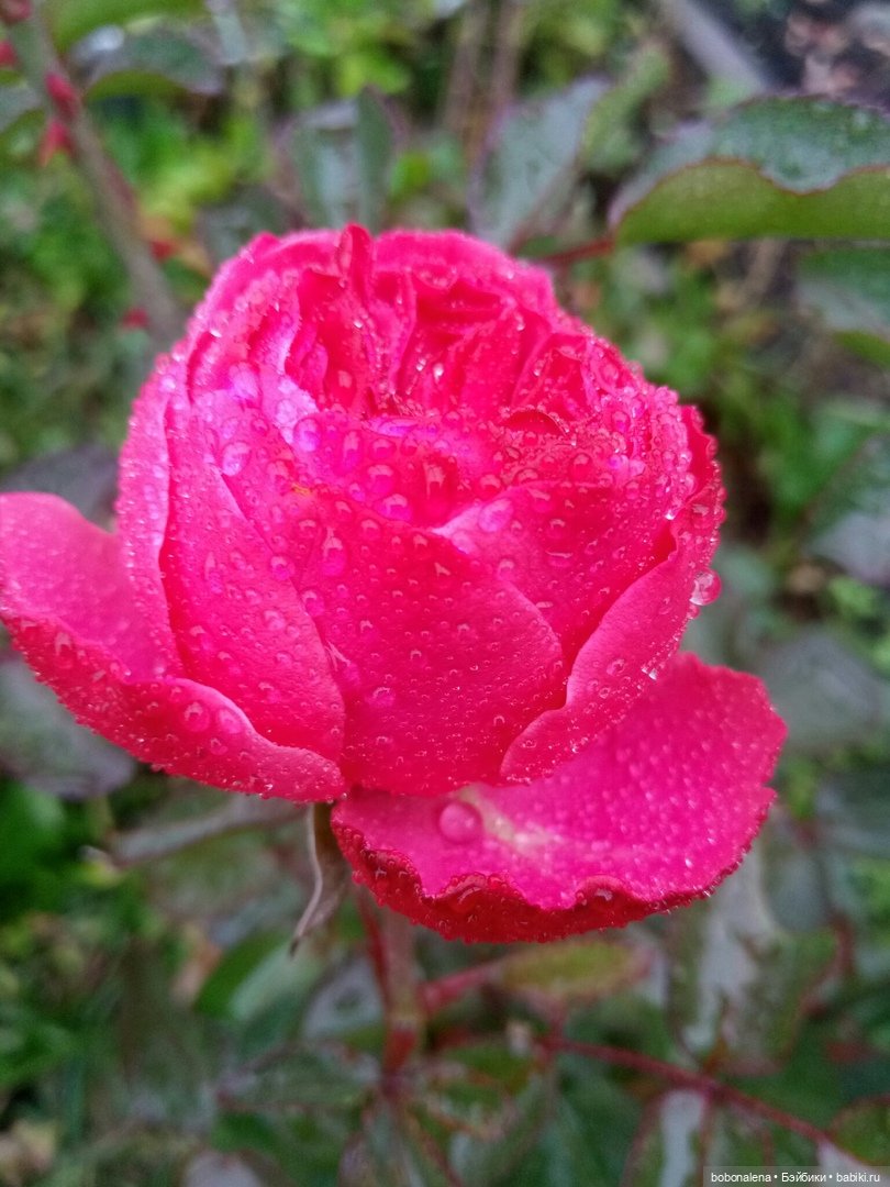 Прощальная улыбка лета | Бэйбики Прощальная улыбка лета — Болталка и разговоры обо всем: жизнь (фото 5)