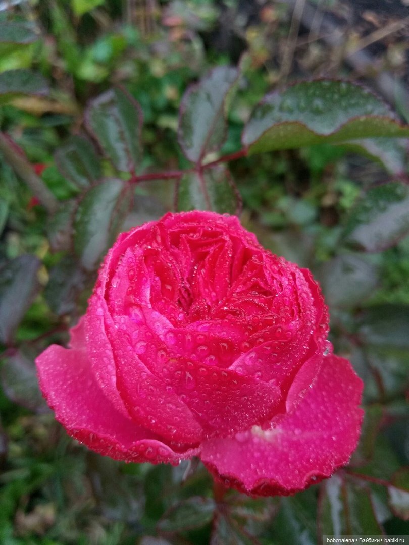 Прощальная улыбка лета | Бэйбики Прощальная улыбка лета — Болталка и разговоры обо всем: жизнь (фото 4)