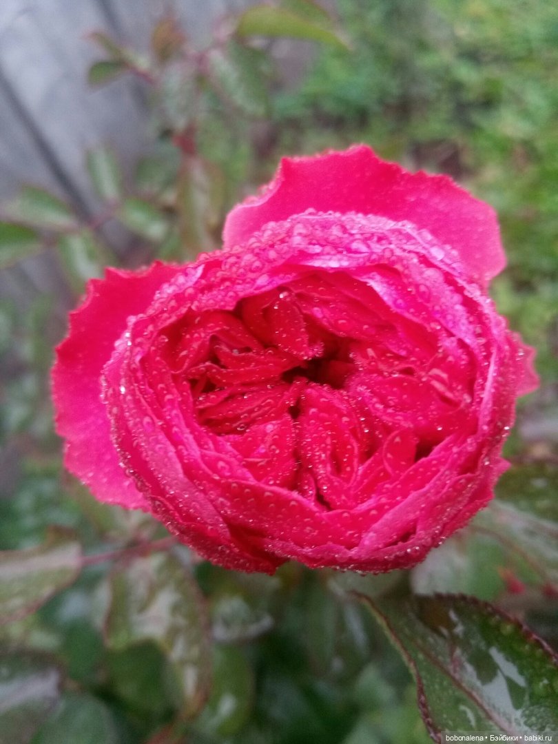 Прощальная улыбка лета | Бэйбики Прощальная улыбка лета — Болталка и разговоры обо всем: жизнь (фото 7)