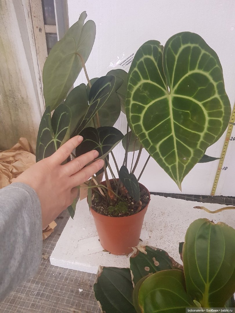 Не о куклах, а о цветах - весна ведь (фото 8)