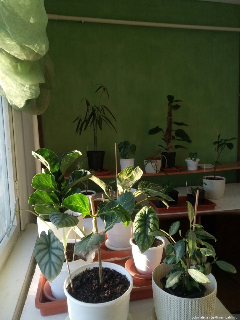 Не о куклах, а о цветах - весна ведь (фото 2)