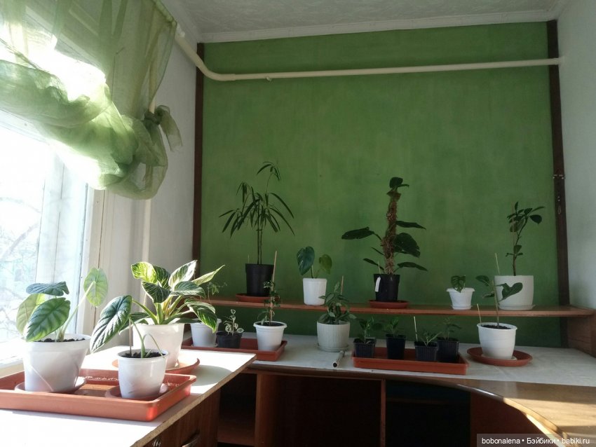 Не о куклах, а о цветах - весна ведь