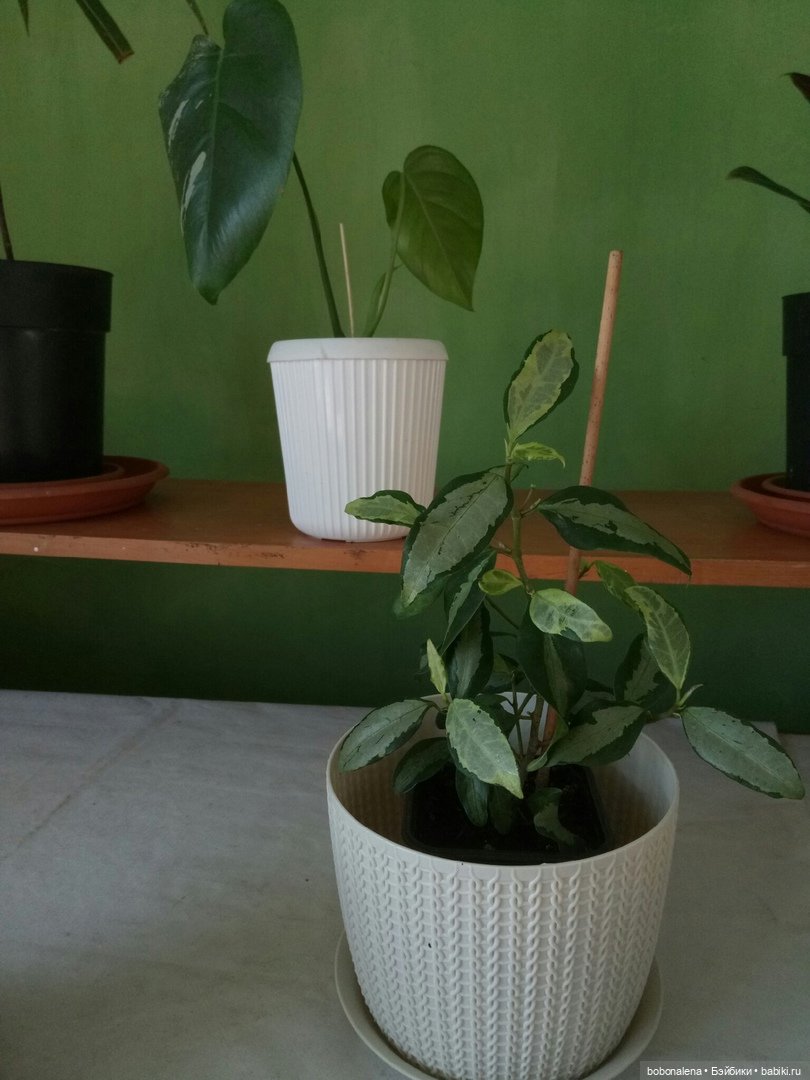 Не о куклах, а о цветах - весна ведь (фото 6)