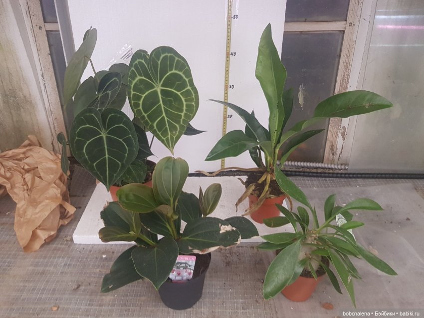 Не о куклах, а о цветах - весна ведь (фото 9)