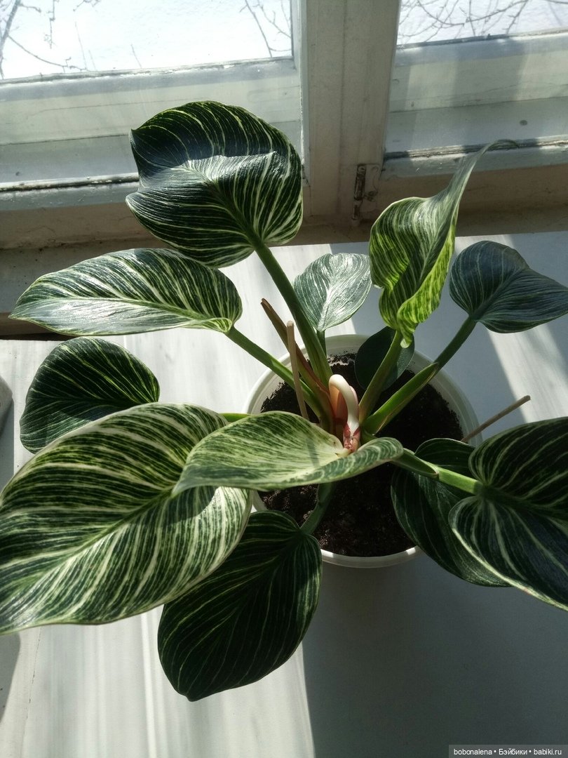 Не о куклах, а о цветах - весна ведь (фото 4)