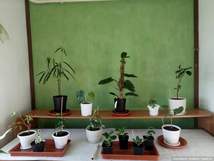 Не о куклах, а о цветах - весна ведь (фото 5)