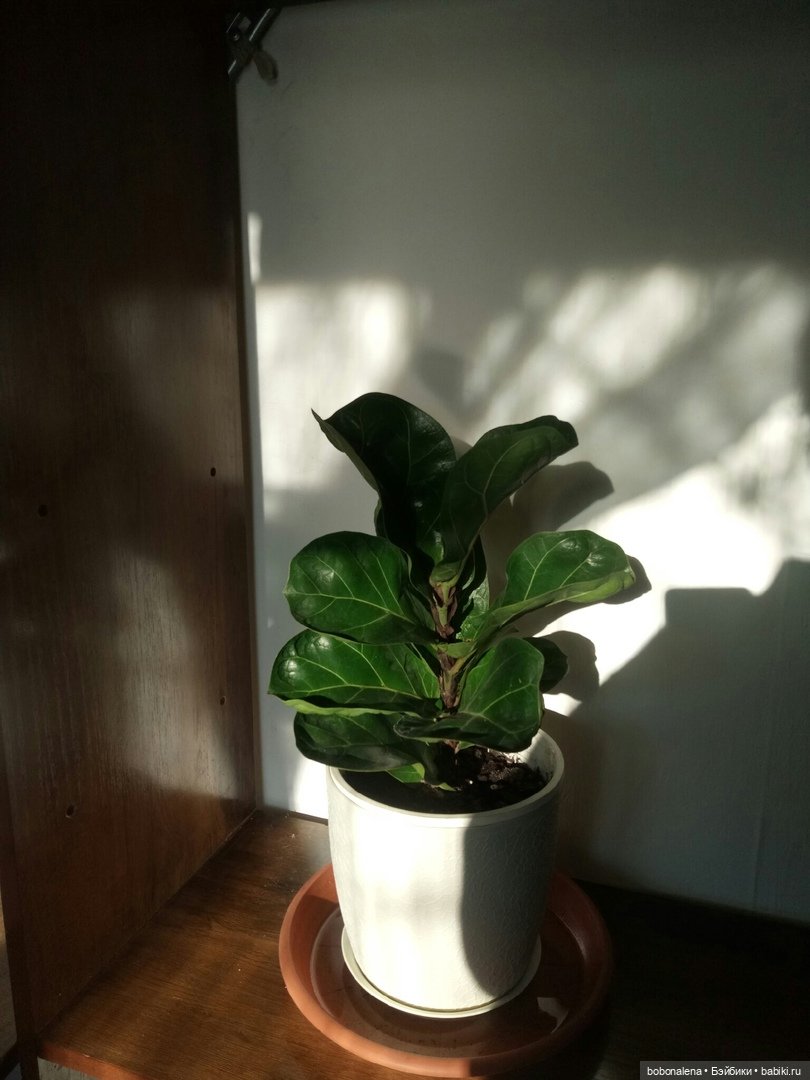 Не о куклах, а о цветах - весна ведь (фото 7)