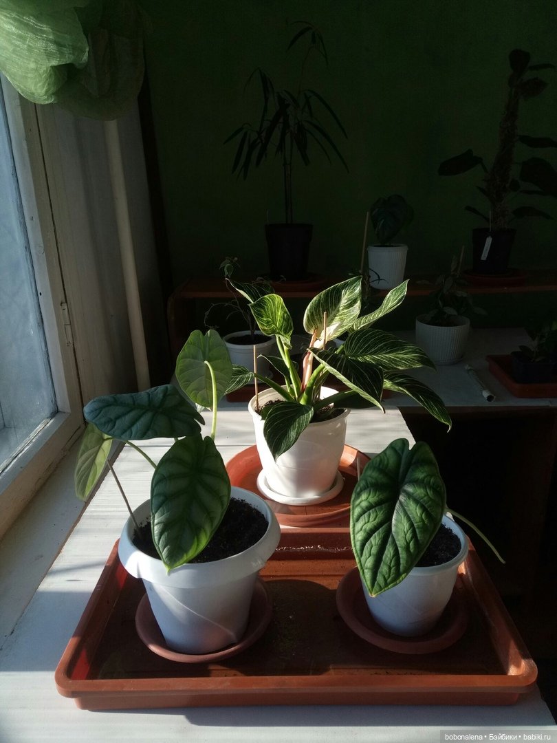 Не о куклах, а о цветах - весна ведь (фото 3)