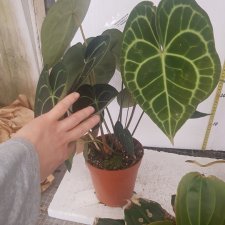 Не о куклах, а о цветах - весна ведь