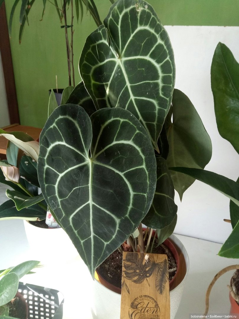 О куклах и цветах - весна ведь...(окончание) (фото 2)