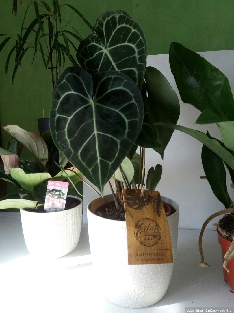 О куклах и цветах - весна ведь...(окончание)