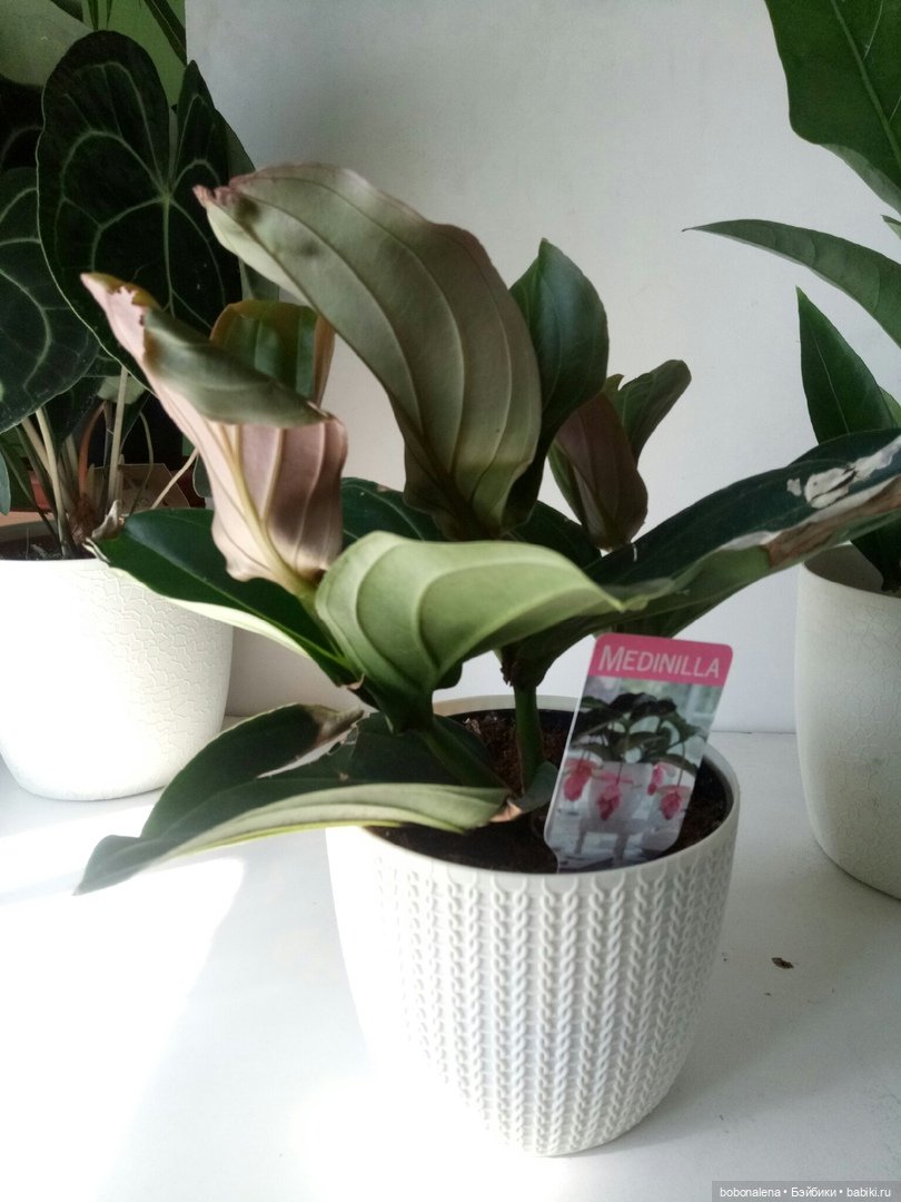 О куклах и цветах - весна ведь...(окончание) (фото 4)