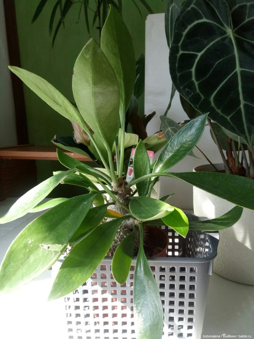 О куклах и цветах - весна ведь...(окончание) (фото 6)