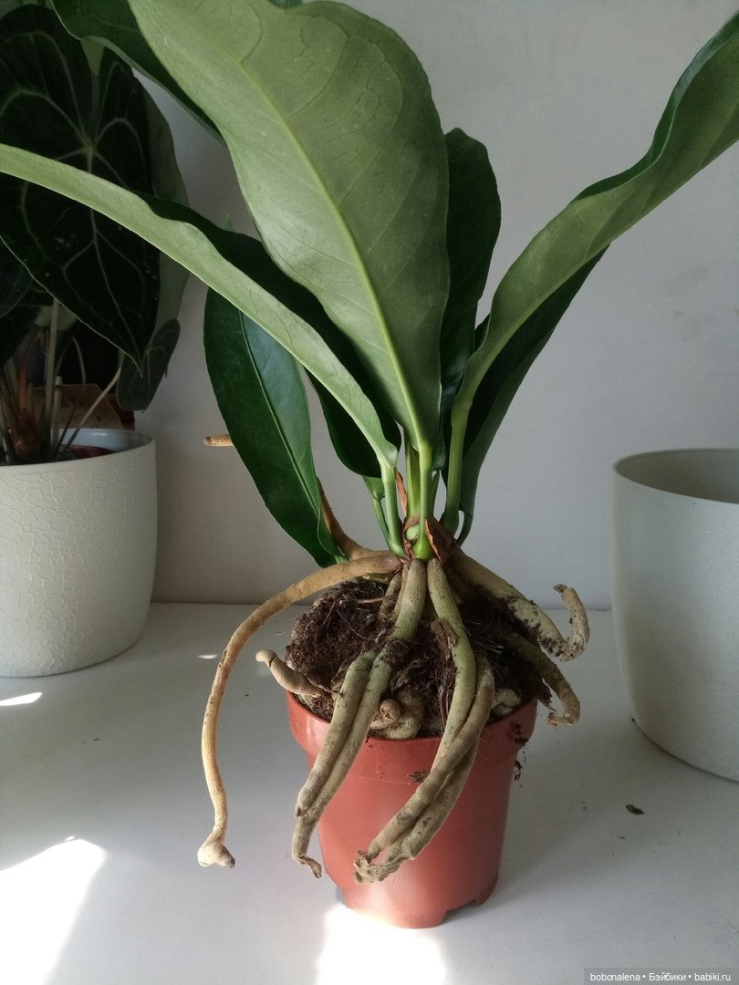 О куклах и цветах - весна ведь...(окончание) (фото 3)