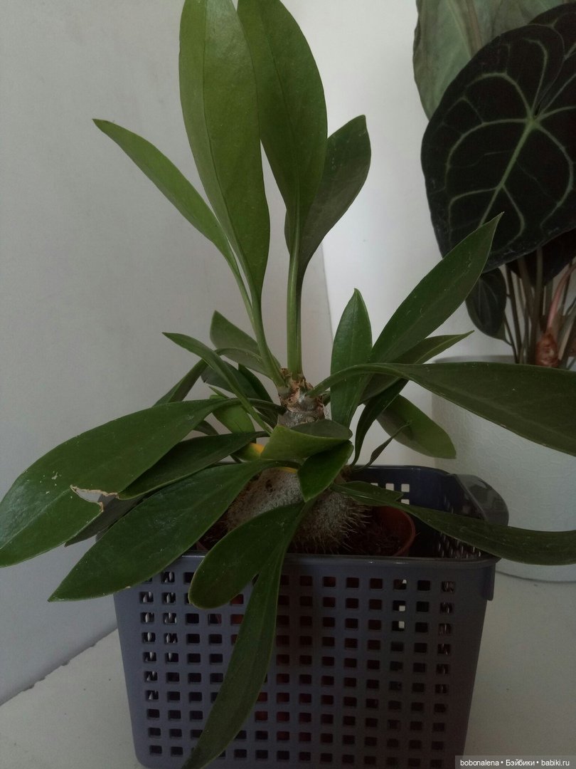 О куклах и цветах - весна ведь...(окончание) (фото 5)