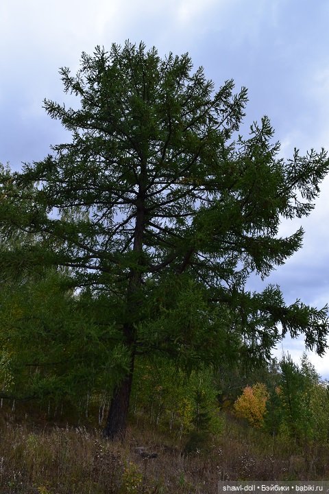 Осенний лес. День первый — Куклы Paola Reina (Паола Рейна): новинки (фото 4)