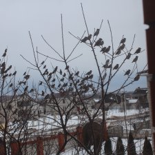 Много птичек  прилетело -прямо в первый день весны .