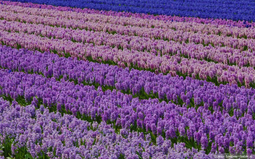 Цвет 2022 года - Very Peri. Мы будем жить в лавандовом году (фото 7)