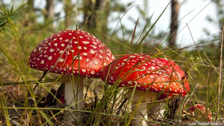 Мухоморы или Я развожу тоннерок