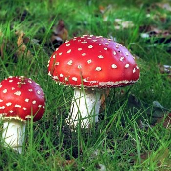 Мухоморы или Я развожу тоннерок
