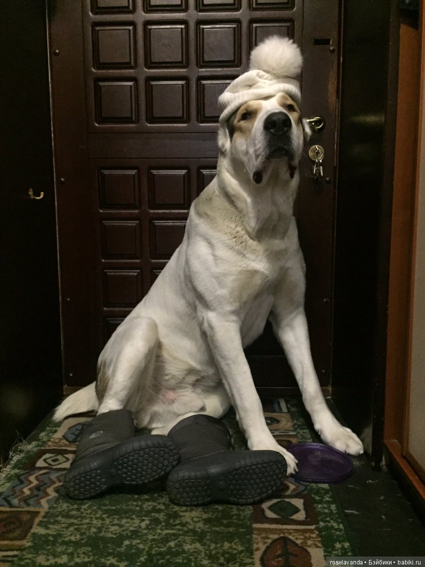 Наш мальчик-алабайчик