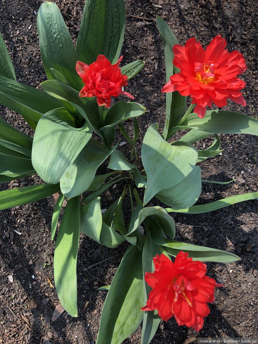 Наши выходные — Куклы Kathe Kruse (Кате/Кэте Крузе): фото