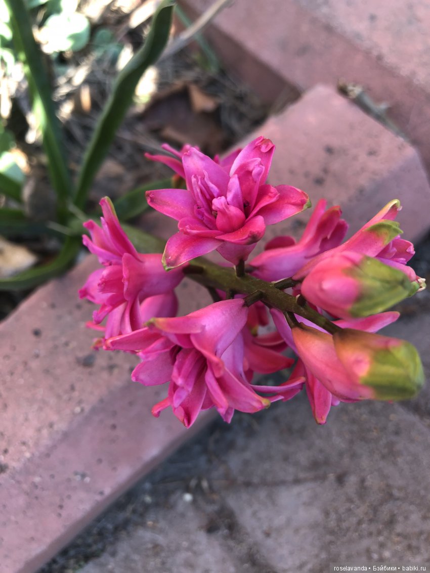 Наши выходные — Куклы Kathe Kruse (Кате/Кэте Крузе): фото (фото 10)