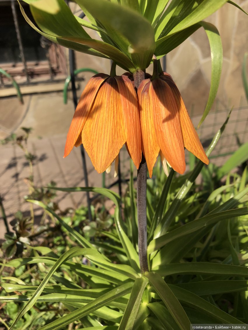 Наши выходные — Куклы Kathe Kruse (Кате/Кэте Крузе): фото (фото 8)