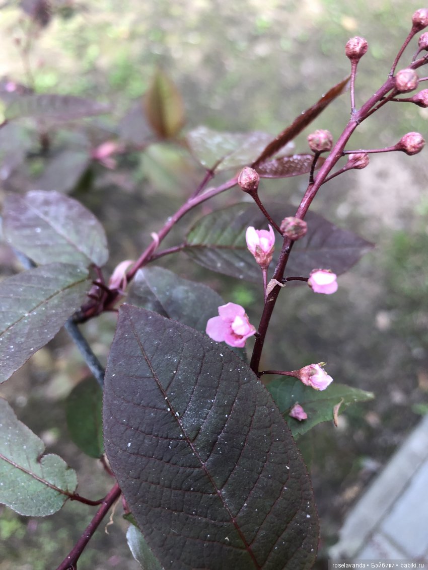 Мир, труд, май — Куклы Iplehouse (Иплхаус): BJD (БЖД)