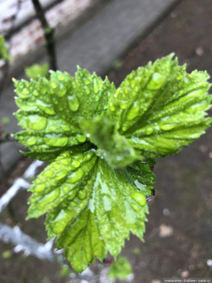 Мир, труд, май — Куклы Iplehouse (Иплхаус): BJD (БЖД)