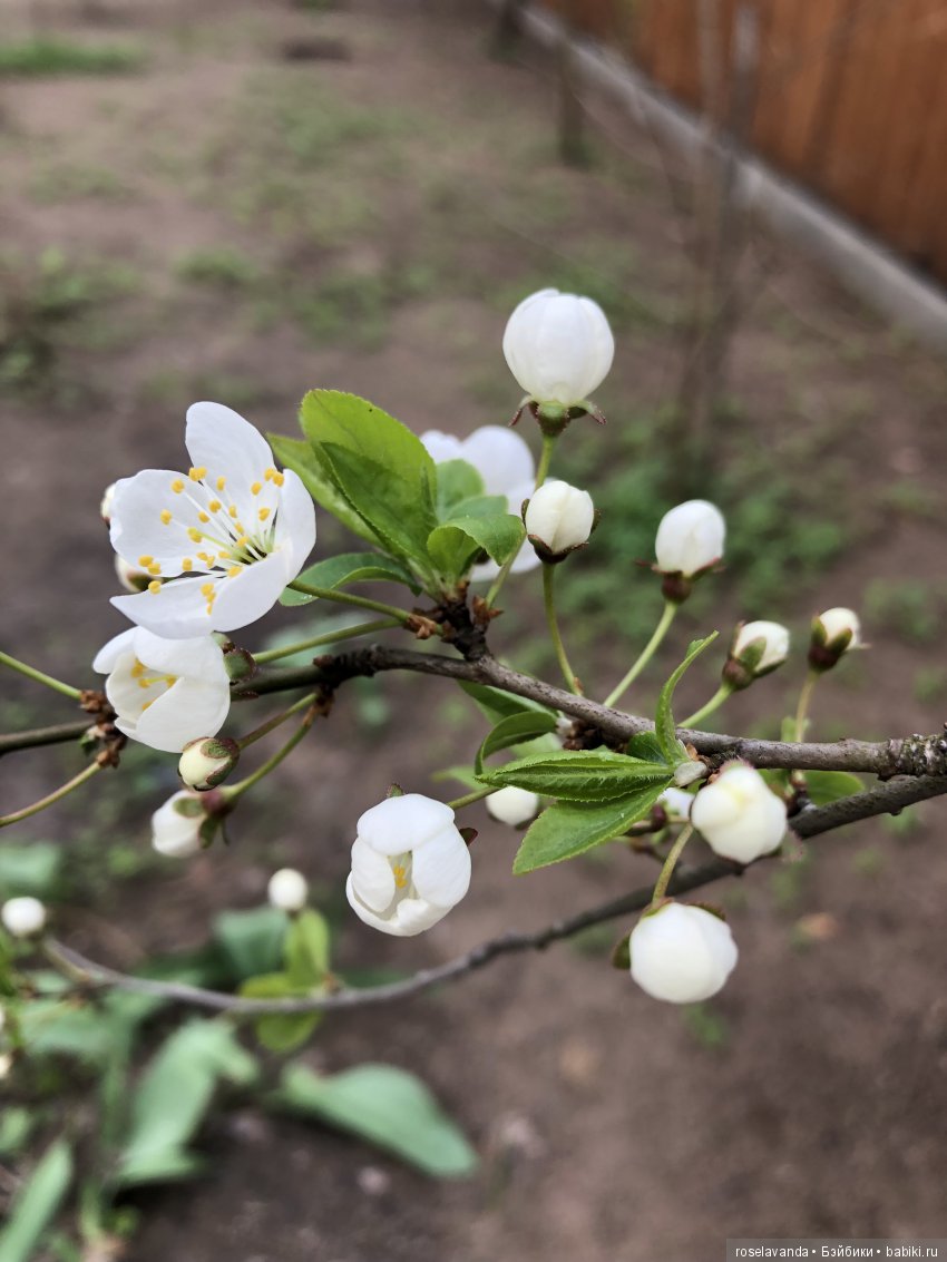 Мир, труд, май — Куклы Iplehouse (Иплхаус): BJD (БЖД) (фото 10)