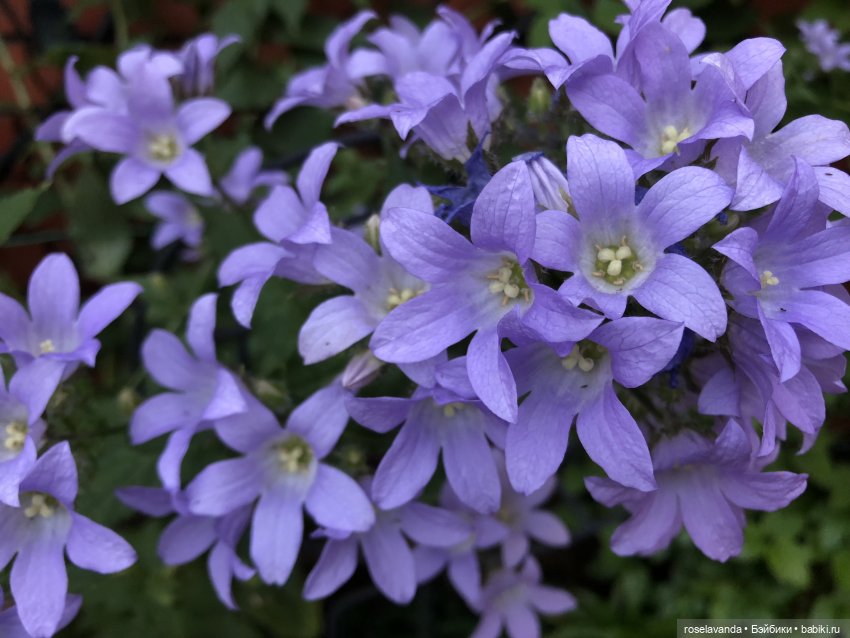 Сказка — Куклы Iplehouse (Иплхаус): BJD (БЖД) (фото 5)