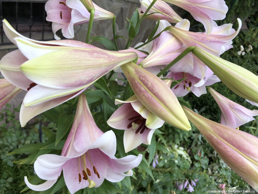 Сказка — Куклы Iplehouse (Иплхаус): BJD (БЖД) (фото 8)