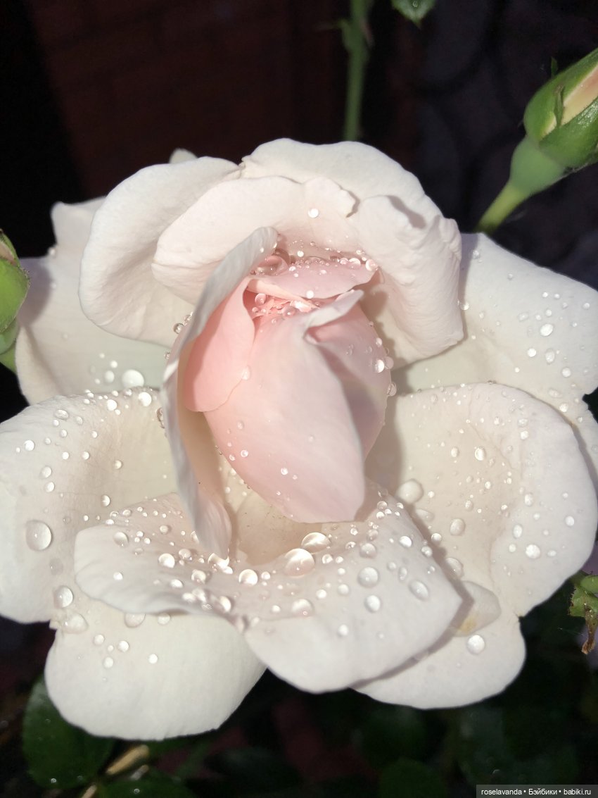 Сказка — Куклы Iplehouse (Иплхаус): BJD (БЖД) (фото 7)