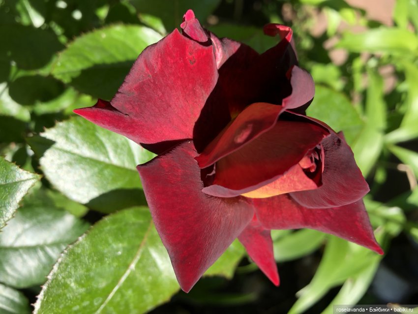 Сказка — Куклы Iplehouse (Иплхаус): BJD (БЖД) (фото 6)