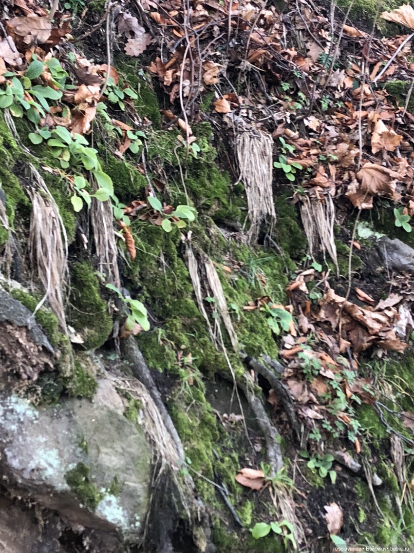 Корни (ч.1) — Красивая природа и цветы: фото пейзажей (фото 7)