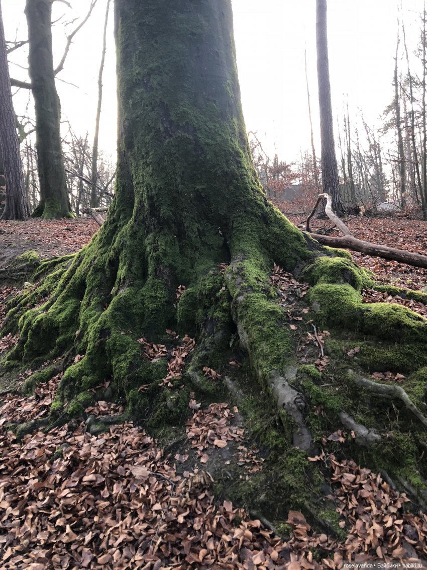 Корни (ч.1) — Красивая природа и цветы: фото пейзажей (фото 9)