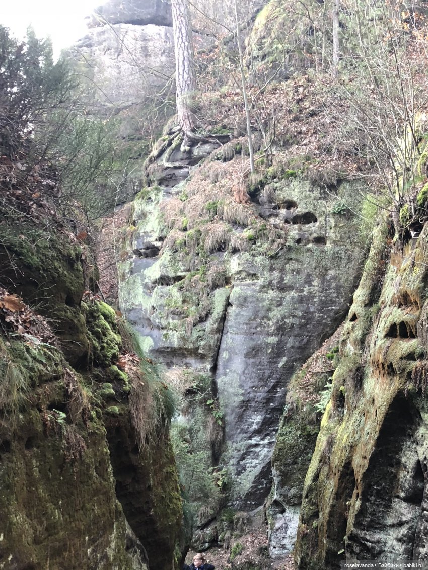 Корни (ч.1) — Красивая природа и цветы: фото пейзажей (фото 4)