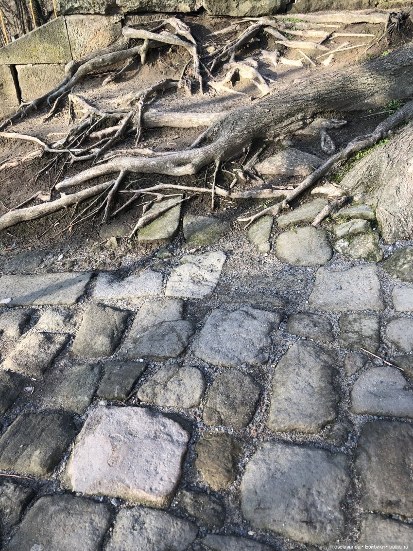 Корни (ч.1) — Красивая природа и цветы: фото пейзажей (фото 5)