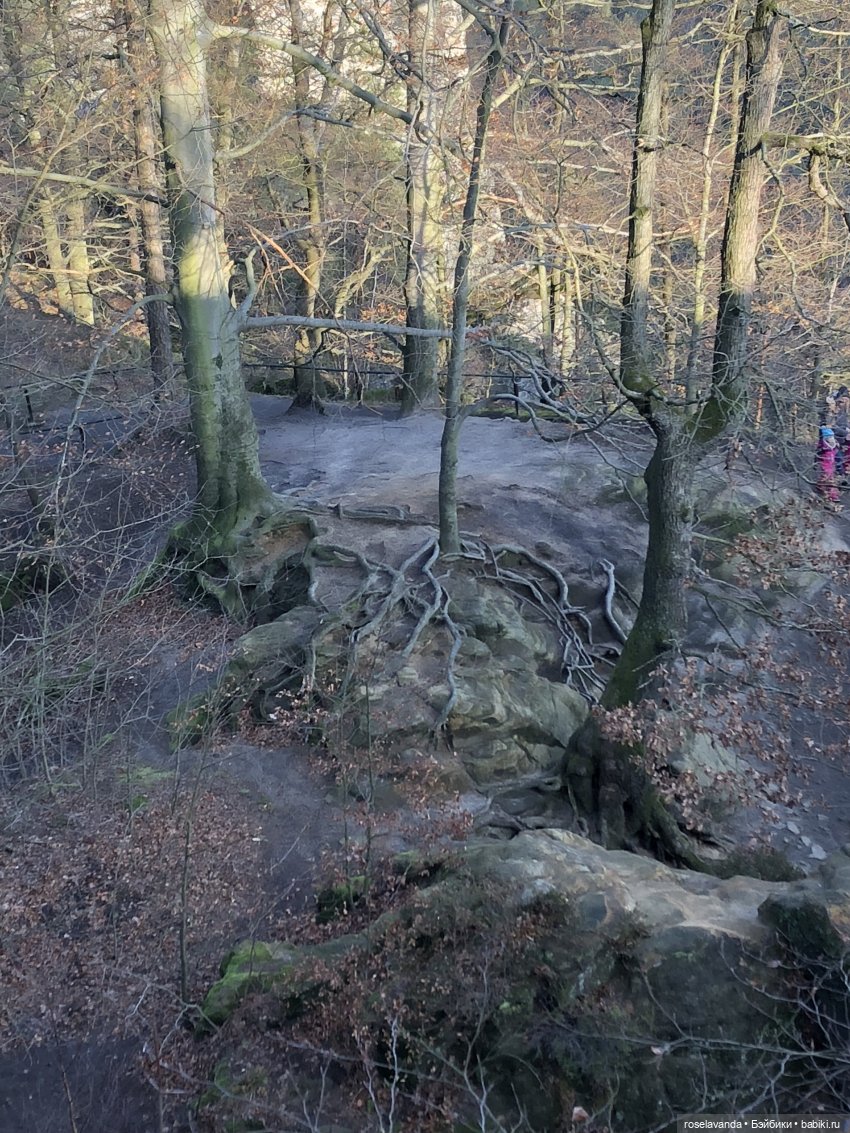 Корни (ч.1) — Красивая природа и цветы: фото пейзажей (фото 6)