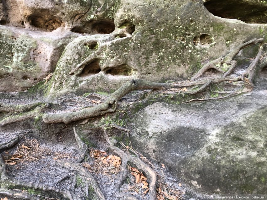 Корни (ч.1) — Красивая природа и цветы: фото пейзажей (фото 8)