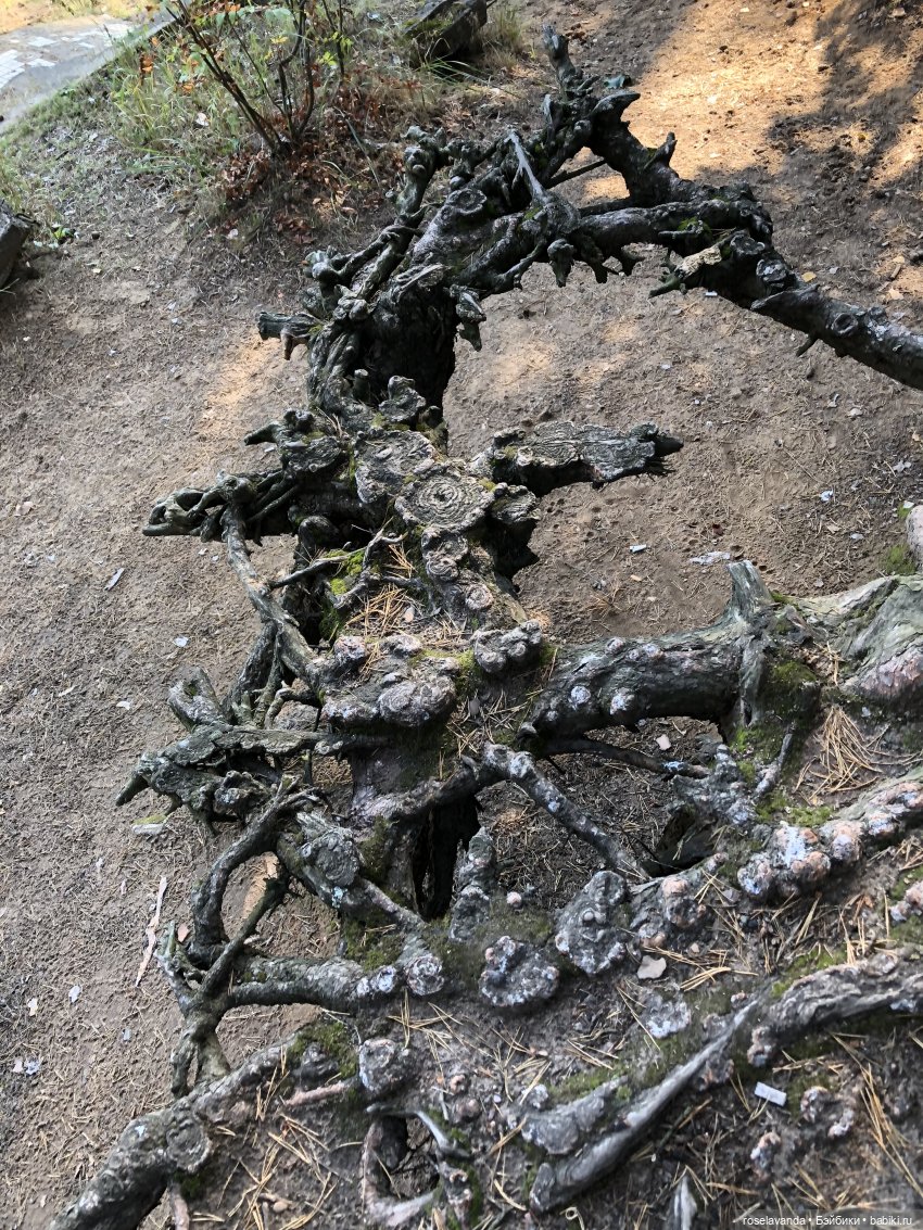 Корни (ч.1) — Красивая природа и цветы: фото пейзажей (фото 2)