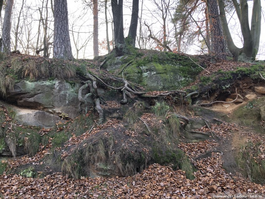 Корни (ч.1) — Красивая природа и цветы: фото пейзажей