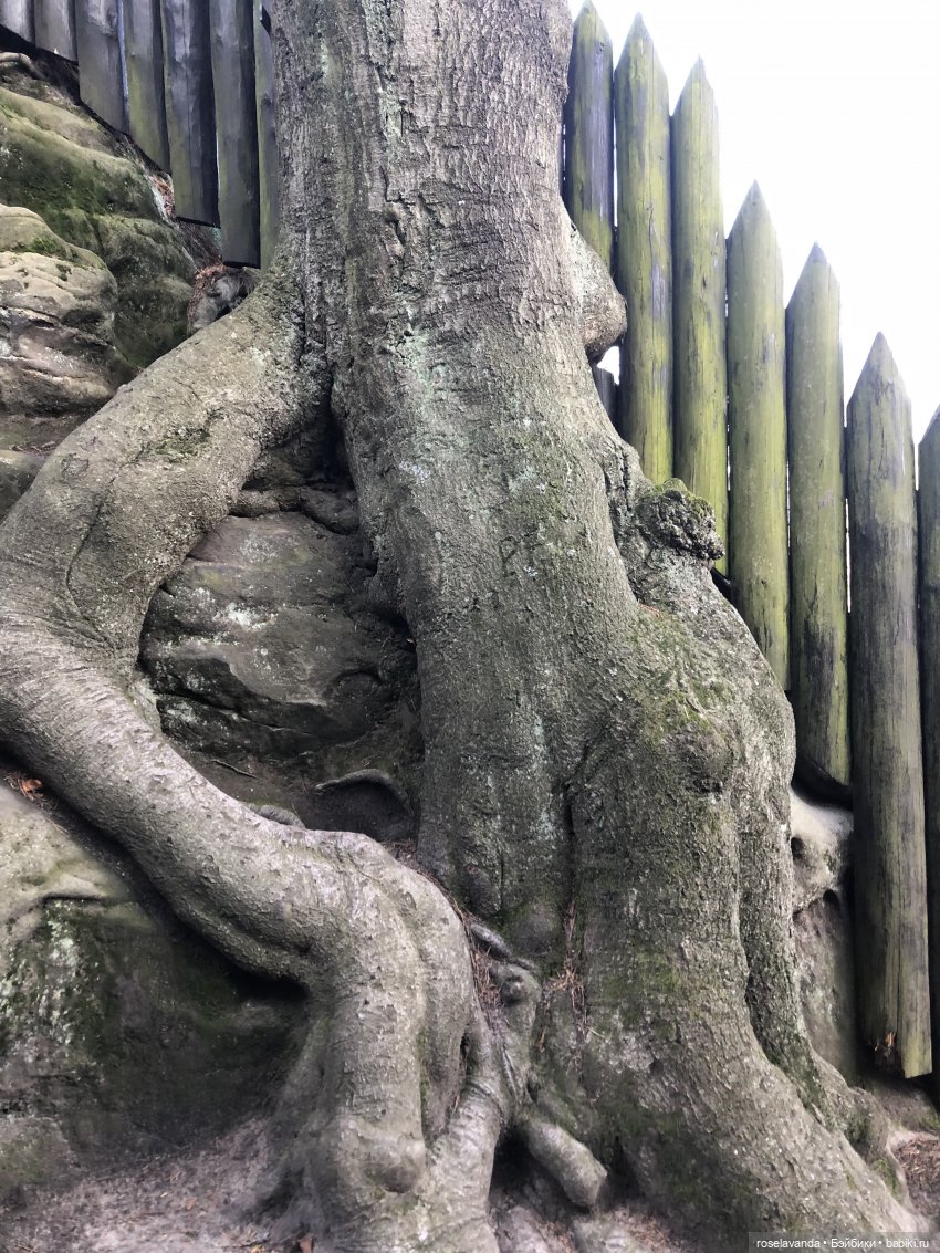 Корни (ч.1) — Красивая природа и цветы: фото пейзажей